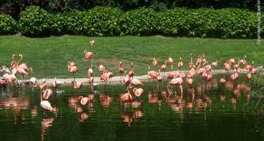 Jungle Island tickets & tours | Price comparison