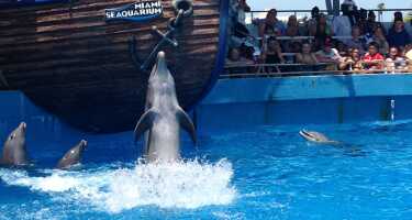 Miami Seaquarium - tickets, prices, discounts, swim with Dolphins