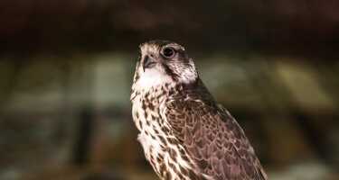 Abu Dhabi Falcon Hospital tickets & tours | Price comparison