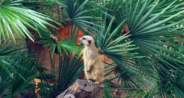 Parc Zoològic de Barcelona | Online Tickets & Touren Preisvergleich