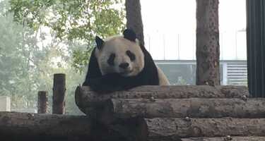 Beijing Zoo tickets & tours | Price comparison